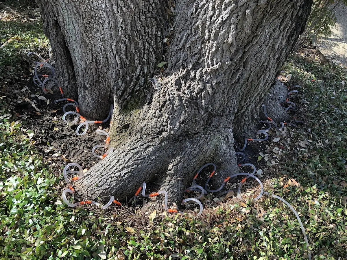 Detailed Tree Cabling and Bracing job site in Taylorville
