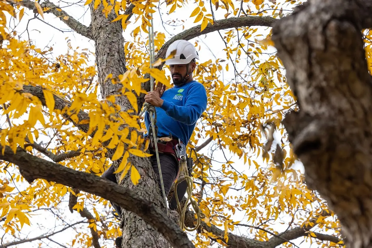 Skilled Tree Planing crew working in Taylorville