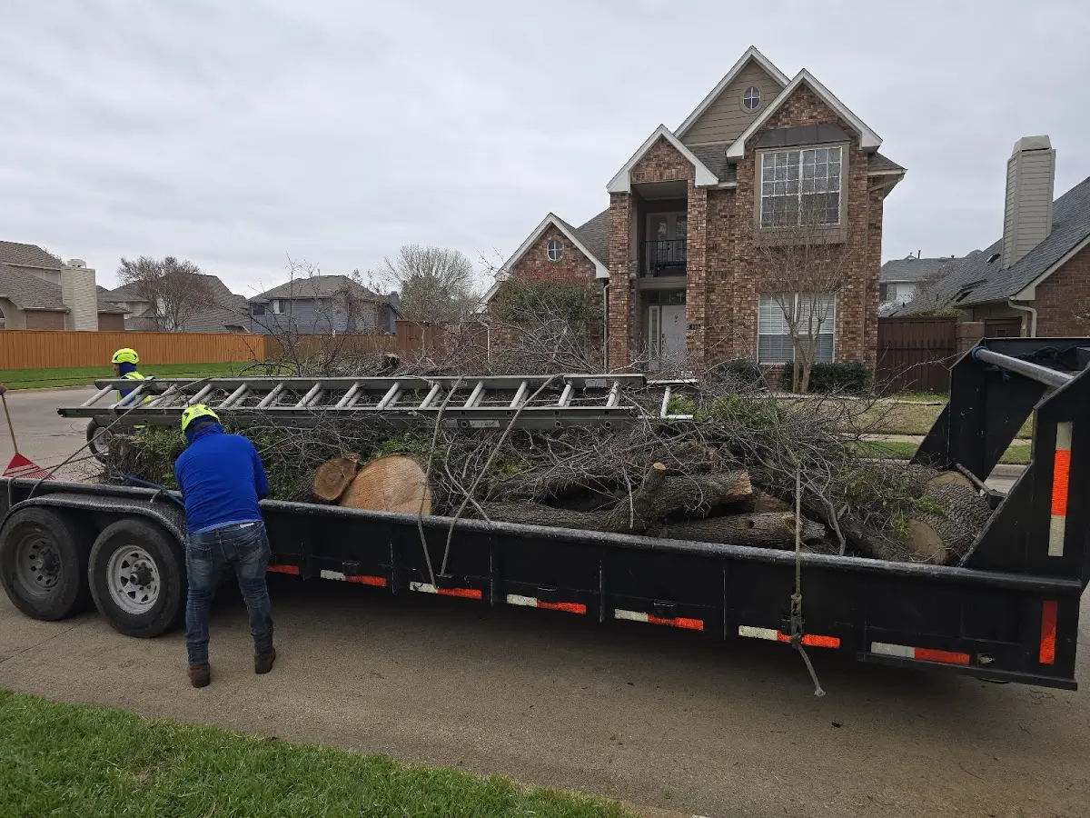 Expert Deadwooding with proper safety equipment in Taylorville